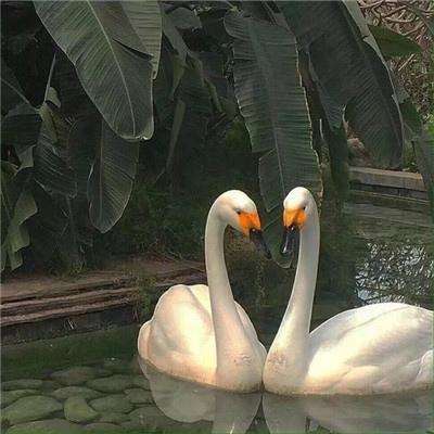 完美365体育ios下载