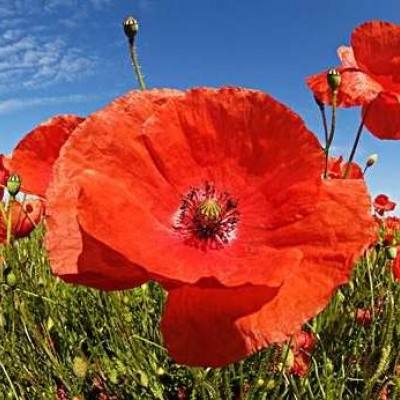 爱游戏·体育APP